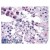 AP31110PU-N Frizzled-9 antibody staining of Formalin-Fixed, Paraffin Embedded Human Testis at 5 µg/ml. Steamed antigen retrieval with citrate buffer pH 6, AP-staining.