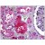 Human Kidney, Tubules: Formalin-Fixed, Paraffin-Embedded (FFPE)