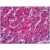 Human Liver: Formalin-Fixed, Paraffin-Embedded (FFPE)
