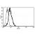 A typical staining pattern with the B-F19 monoclonal antibody of U266 cell line