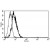 A typical staining pattern with the B-N12 monoclonal antibody of U266 cell line