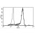 A typical staining pattern with the B-A8 monoclonal antibody of monocytes.