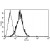 A typical staining pattern with the B-C12 monoclonal antibody of KG-1 cell line