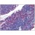 Thymus, Human: Formalin-Fixed, Paraffin-Embedded (FFPE)