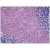 Human Brain, Cerebellum: Formalin-Fixed, Paraffin-Embedded (FFPE)