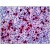Human Spleen, Neutrophils: Formalin-Fixed, Paraffin-Embedded (FFPE).