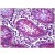 Human Colon: Formalin-Fixed, Paraffin-Embedded (FFPE).