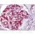 Human Kidney: Formalin-Fixed, Paraffin-Embedded (FFPE)