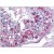 Human Testis: Formalin-Fixed, Paraffin-Embedded (FFPE)