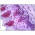 Human Squamous Epithelium: Formalin-Fixed, Paraffin-Embedded (FFPE)