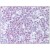 AM06006PU-N POLD1 antibody staining of Formalin-Fixed, Paraffin-Embedded Human Tonsil at 10 µg/ml followed by biotinylated anti-mouse IgG secondary antibody, alkaline phosphatase-streptavidin and chromogen.