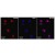 AM03160PU used against oxidized 8-OH-dG in ischemic Rat brain tissue (Left Panel).
Center Panel: DAPI staining.
Right Panel: merged.
Courtesy of Dr. Yang, University of New Mexico, USA.