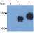 Western Blotting analysis (non-reducing conditions) of over-expressed Human CD14 using anti-CD14 antibody (Clone MEM-18).
Lane 1: Whole cell lysate HEK 293 transfected with empty vector.
Lane 2: Tissue culture supernatant collected after cultivation of HEK 293 transfected with Human CD14 cDNA.
Lane 3: Whole cell lysate of HEK 293 transfected with Human CD14 cDNA.
