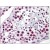 Human Testis: Formalin-Fixed, Paraffin-Embedded (FFPE)