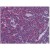 Human Tonsil: Formalin-Fixed, Paraffin-Embedded (FFPE)