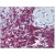Human Spleen: Formalin-Fixed, Paraffin-Embedded (FFPE)