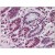 Human Small Intestine: Formalin-Fixed, Paraffin-Embedded (FFPE)