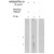 Western blot using Antigen Immunoaffinity purified FLAP antibody (cat.-No. AP05297PU-N at 5 µg/ml) on Human kidney cell lysate (15 µg/Lane). Secondary antibody: Mouse anti-Rabbit HRP at 1/75k dilution. 
Visualized using Pierce West Femto substrate system. Exposure for 5 minutes
