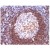 Formalin-Fixed, Paraffin-Embedded Human lymph node stained with CD45RA antibody Cat.-No. AM10067SU-N using peroxidase conjugate and DAB chromogen. Note the membrane staining of B-cells in mantle (strong) and in follicle (weak).