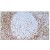 Formalin-Fixed, Paraffin-Embedded Human lymph node stained with CD45RO antibody Cat.-No. SM1117S using peroxidase conjugate and DAB chromogen. Note cell membrane staining of T lymphocytes.