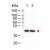 Rabbit IgG (H+L chain) antibody