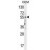 5HT3E Antibody (Center) (Cat. #AP50002PU-N) western blot analysis in CEM cell line lysates (35 µg/lane).This demonstrates the 5HT3E antibody detected the 5HT3E protein (arrow)