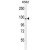 AASS Antibody (C-term) (Cat. #AP50013PU-N) western blot analysis in K562 cell line lysates (35 µg/lane).This demonstrates the AASS antibody detected the AASS protein (arrow).