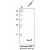Western Analysis of anti-Human BMP7 antibody. Sample was loaded in 15% SDS-polyacrylamide gel under reducing conditions.
Left panel: Molecular Standard.
Right panel: rh BMP-7 derived from E. coli.