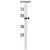 ABI2 Antibody (N-term) (Cat. #AP50030PU-N) western blot analysis in mouse heart tissue lysates (35 µg/lane).This demonstrates the ABI2 antibody detected the ABI2 protein (arrow).