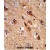 Formalin-fixed and paraffin-embedded human brain tissue reacted with ACCN1 Antibody (Center), which was peroxidase-conjugated to the secondary antibody, followed by DAB staining. This data demonstrates the use of this antibody for immunohistochemistry; clinical relevance has not been evaluated.