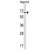 ACCN4 Antibody (N-term) (Cat. #AP50045PU-N) western blot analysis in HepG2 cell line lysates (35ug/lane).This demonstrates the ACCN4 antibody detected the ACCN4 protein (arrow)