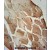 ACOT11 Antibody (C-term) (Cat. #AP50050PU-N) immunohistochemistry analysis in formalin fixed and paraffin embedded human skeletal muscle followed by peroxidase conjugation of the secondary antibody and DAB staining. This data demonstrates the use of the ACOT11 Antibody (C-term) for immunohistochemistry. Clinical relevance has not been evaluated.