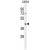 ACTBL3 Antibody (N-term) (Cat. #AP50068PU-N) western blot analysis in CEM cell line lysates (35µg/lane).This demonstrates the ACTBL3 antibody detected the ACTBL3 protein (arrow).