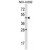 ACTL7B Antibody (N-term) (Cat. #AP50070PU-N) western blot analysis in NCI-H292 cell line lysates (35µg/lane).This demonstrates the ACTL7B antibody detected the ACTL7B protein (arrow).