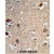 Formalin-fixed and paraffin-embedded human brain tissue reacted with ACTR5 Antibody (C-term), which was peroxidase-conjugated to the secondary antibody, followed by DAB staining. This data demonstrates the use of this antibody for immunohistochemistry; clinical relevance has not been evaluated.