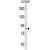 ADAM23 Antibody (C-term) (Cat. #AP50080PU-N) western blot analysis in A2058 cell line lysates (35 µg/lane).This demonstrates the ADAM23 antibody detected the ADAM23 protein (arrow).