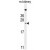 ADO Antibody (C-term) (Cat. #AP50095PU-N) western blot analysis in mouse kidney tissue lysates (35µg/lane).This demonstrates the ADO antibody detected the ADO protein (arrow).