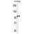 AEBP1 Antibody (Center) (Cat. #AP50101PU-N) western blot analysis in mouse lung tissue lysates (35µg/lane).This demonstrates the AEBP1 antibody detected the AEBP1 protein (arrow).