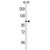 Western blot analysis of AF5q31 Antibody (N-term) (Cat. #AP50103PU-N) in HL-60 cell line lysates (35µg/lane). AF5q31 (arrow) was detected using the purified Pab.