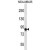 AFAP1 Antibody (C-term) (Cat. #AP50104PU-N) western blot analysis in MDA-MB435 cell line lysates (35 µg/lane).This demonstrates the AFAP1 antibody detected the AFAP1 protein (arrow).