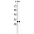 Western blot analysis of AFMID Antibody (N-term) (Cat. #AP50106PU-N) in mouse liver tissue lysates (35 µg/lane). AFMID (arrow) was detected using the purified Pab.