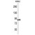 AGAP9 Antibody (N-term) (Cat. #AP50108PU-N) western blot analysis in K562 cell line lysates (35 µg/lane).This demonstrates the AGAP9 antibody detected the AGAP9 protein (arrow).