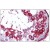 Human Testis: Formalin-Fixed, Paraffin-Embedded (FFPE)