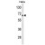 Western blot analysis of AGXT2 Antibody (C-term) (Cat. #AP50116PU-N) in Hela cell line lysates (35 µg/lane). AGXT2 (arrow) was detected using the purified Pab.