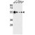 Western blot analysis of AIM2 Antibody (N-term) (Cat. #AP50126PU-N) in MCF-7, HL-60, K562, Hela cell line lysates (35 µg/lane). AIM2 (arrow) was detected using the purified Pab.