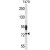 AMFR Antibody (Center) (Cat. #AP50160PU-N) western blot analysis in T47D cell line lysates (35 µg/lane).This demonstrates the AMFR antibody detected the AMFR protein (arrow)