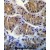 ANKRD5 Antibody (C-term) (Cat. #AP50188PU-N)immunohistochemistry analysis in formalin fixed and paraffin embedded human stomach tissue followed by peroxidase conjugation of the secondary antibody and DAB staining.This data demonstrates the use of ANKRD5 Antibody (C-term) for immunohistochemistry. Clinical relevance has not been evaluated.