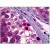 Human Testis, Spermatogonia: Formalin-Fixed, Paraffin-Embedded (FFPE)
