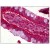 Human Small Intestine: Formalin-Fixed, Paraffin-Embedded (FFPE)