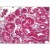 Human Kidney: Formalin-Fixed, Paraffin-Embedded (FFPE)